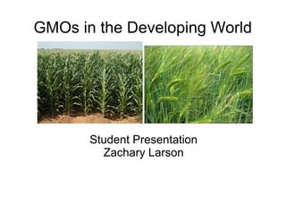 GMOs in the Developing World




       Student Presentation
         Zachary Larson
 
