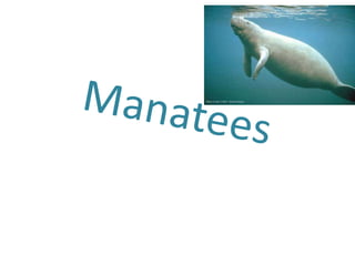 Manatees 