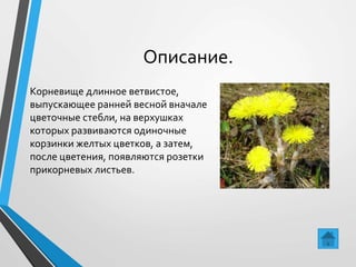 Описание.
Корневище длинное ветвистое,
выпускающее ранней весной вначале
цветочные стебли, на верхушках
которых развиваются одиночные
корзинки желтых цветков, а затем,
после цветения, появляются розетки
прикорневых листьев.
 