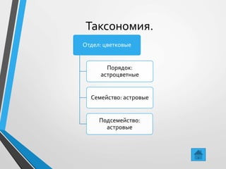 Таксономия.
Отдел: цветковые
Порядок:
астроцветные
Семейство: астровые
Подсемейство:
астровые
 