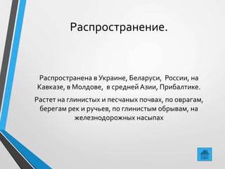 Распространение.
Распространена в Украине, Беларуси, России, на
Кавказе, в Молдове, в средней Азии, Прибалтике.
Растет на глинистых и песчаных почвах, по оврагам,
берегам рек и ручьев, по глинистым обрывам, на
железнодорожных насыпах
 