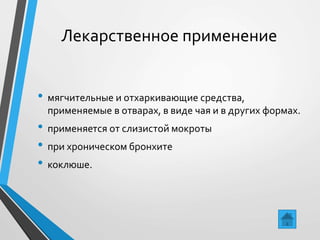 Лекарственное применение
• мягчительные и отхаркивающие средства,
применяемые в отварах, в виде чая и в других формах.
• применяется от слизистой мокроты
• при хроническом бронхите
• коклюше.
 