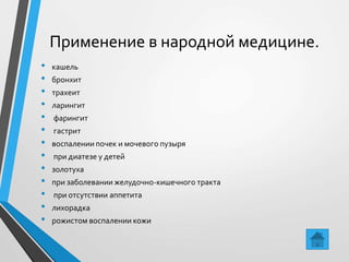 Применение в народной медицине.
• кашель
• бронхит
• трахеит
• ларингит
• фарингит
• гастрит
• воспалении почек и мочевого пузыря
• при диатезе у детей
• золотуха
• при заболевании желудочно-кишечного тракта
• при отсутствии аппетита
• лихорадка
• рожистом воспалении кожи
 