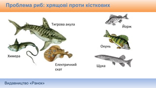 Видавництво «Ранок»
Проблема риб: хрящові проти кісткових
Тигрова акула
Химера
Електричний
скат
Йорж
Окунь
Щука
 