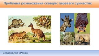 Видавництво «Ранок»
Проблема розмноження ссавців: переваги сумчастих
 