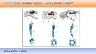 Видавництво «Ранок»
Проблема зміїної отрути: чому вона різна?
 