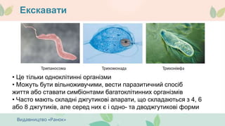 Екскавати
• Це тільки одноклітинні організми
• Можуть бути вільноживучими, вести паразитичний спосіб
життя або ставати симбіонтами багатоклітинних організмів
• Часто мають складні джгутикові апарати, що складаються з 4, 6
або 8 джгутиків, але серед них є і одно- та дводжгутикові форми
 