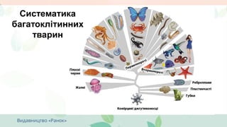 Систематика
багатоклітинних
тварин
 