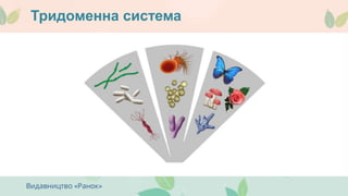 Тридоменна система
 