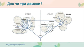 Два чи три домени?
 