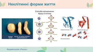 Неклітинні форми життя
Здорова
бульба
Бульби, що уражені віроїдом
веретеноподібності
Способи проникнення
вірусу в клітину
Нормальний пріон Патогенний пріон
Ланцюгова реакція
 