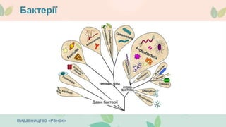 Бактерії
 