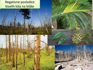 Negativne posledice
kiselih kiša na biljke
 