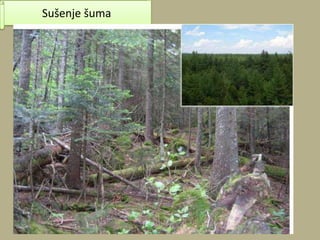 Sušenje šuma
 