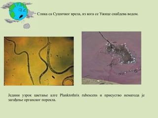 Слика са Сушичког врела, из кога се Ужице снабдева водом.
Једини узрок цветање алге Planktothrix rubescens и присуство нематода је
загађење органског порекла.
 