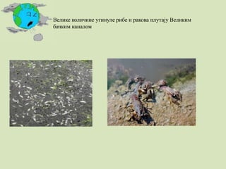 Велике количине угинуле рибе и ракова плутају Великим
бачким каналом
 
