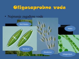 Oligosaprobne vode
• Najmanje zagađene vode
PASTRMKA
DEVERIKA
Tiski
cvet
Hidra
Navikula
Dinobrion
Edogonijum
 