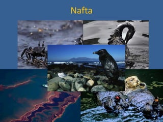 Nafta
 