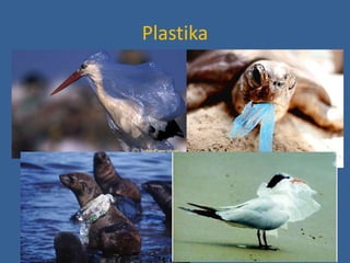 Plastika
 