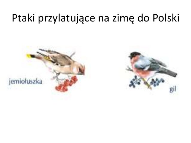 Nazwy Ptaków Które Przylatują Do Polski Na Zimę