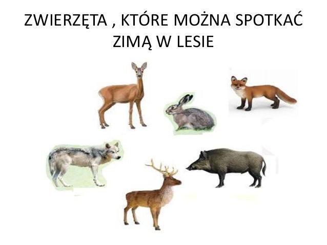 Zwierzęta Lasów Równikowych Wiedza w pigułce dla sześciolatka