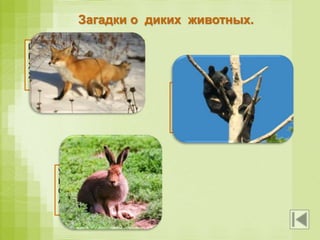 Загадки о диких животных.
Посмотрите-ка, какая –
Вся горит, как золотая.
Ходит в шубке дорогой,
Хвост пушистый и большой.
Летом бродит без дороги
Между сосен и берёз,
А зимой он спит в берлоге,
От мороза пряча нос.
У косого нет берлоги,
Не нужно ему нора.
От врагов спасают ноги,
А от голода кора.
 