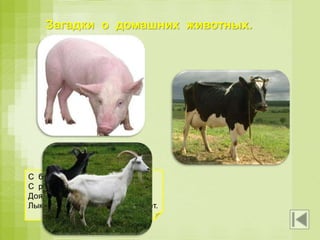 Загадки о домашних животных.
Спереди – пятачок,
Сзади – крючок.
Посередине спинка,
А на ней щетинка.
Рыжий молокозавод
День жуёт и ночь жуёт.
Ведь траву не так легко
Переделать в молоко.
С бородой, а не старик,
С рогами, а не бык,
Доят, а не корова.
Лыко дерёт, а лаптей не плетёт.
 