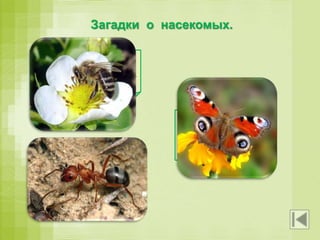 Загадки о насекомых.
Домовитая хозяйка
Полетает над лужайкой,
Похлопочет над цветком –
Он поделится медком.
Шевелилось у цветка
Все четыре лепестка.
Я сорвать его хотел,
Он вспорхнул и улетел.
Он из веток и из хвои
Настоящий дом построит.
Без пилы и без гвоздей.
Кто строитель?..
 
