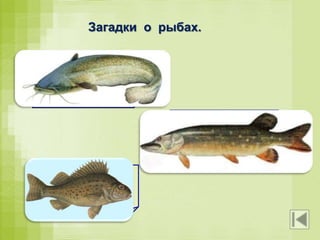 Загадки о рыбах.
Он в самом омуте живёт,
Хозяин глубины.
Имеет он огромный рот,
И даже есть усы.
У неё во рту пила.
Под водой она жила.
Всех пугала, всех глотала,
А теперь – в котёл попала.
Мастер шубу себе шил,
Иглы вынуть позабыл.
Шуба модная надета:
Вся из золотых монеток.
 