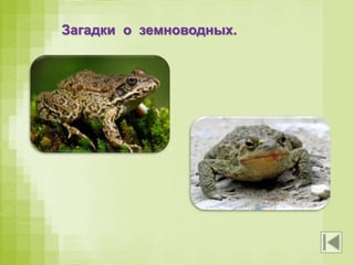 Загадки о земноводных.
На лугу по кочкам
Прыгают листочки!
Выпуклые глазки
И кривые лапки.
Только где же ушки?!
Что это?
Подрастала -
Хвост растила,
Платье тёмное носила.
Подросла -
Зеленой стала,
Хвост на вёсла поменяла.
 