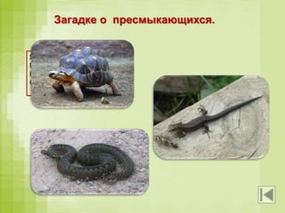 Загадке о пресмыкающихся.
Я живу между камнями.
Голова с четырьмя ногами.
На себе ношу я дом,
Ото всех я прячусь в нём.
Бегает среди камней,
Не угонишься за ней.
Ухватил за хвост, но – Ах!
Удрала, а хвост в руках!
Шелестя, шурша травой,
Проползает кнут живой.
Вот он встал и зашипел:
Подходи, кто очень смел.
 