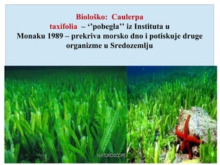 Biološko: Caulerpa
taxifolia – ‘’pobegla’’ iz Instituta u
Monaku 1989 – prekriva morsko dno i potiskuje druge
organizme u Sredozemlju
 