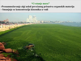 “Cvetanje mora”
-Prenamnožavanje algi usled povećanog prisustva organskih materija
- Smanjuje se koncentracija kiseonika u vodi
 
