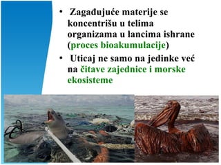  Zagađujuće materije se
koncentrišu u telima
organizama u lancima ishrane
(proces bioakumulacije)
 Uticaj ne samo na jedinke već
na čitave zajednice i morske
ekosisteme
 