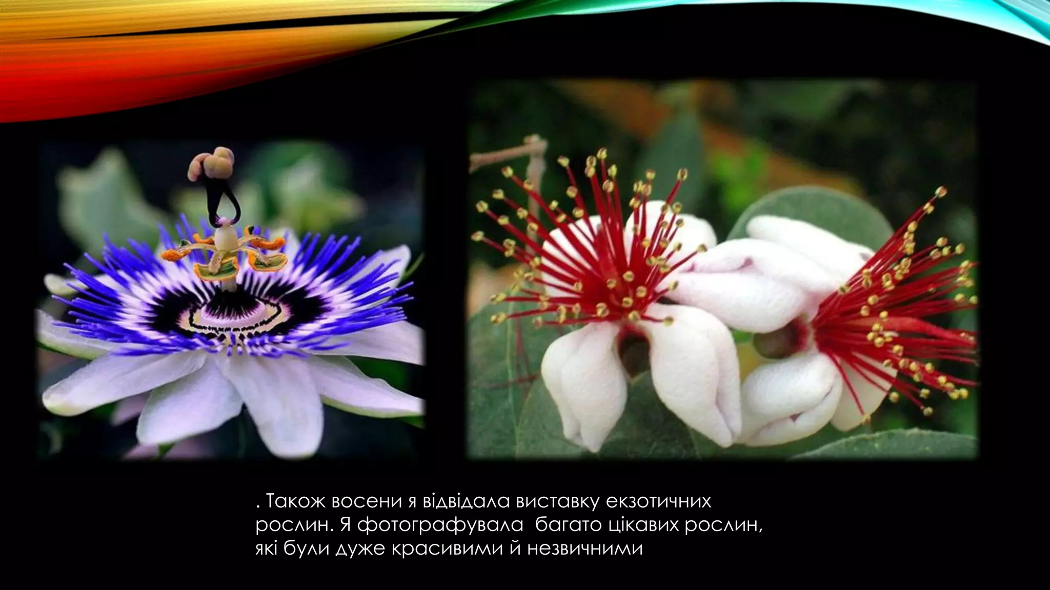 . Також восени я відвідала виставку екзотичних
рослин. Я фотографувала багато цікавих рослин,
які були дуже красивими й незвичними
 