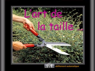 L’art de
   la taille …


       défilement automatique
 