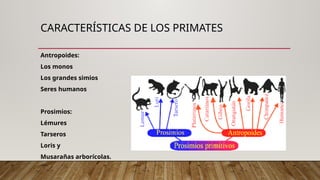 Prosimios pepita perez antropologia de la salud.pptx