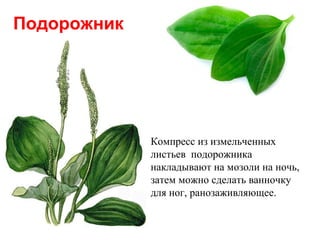 Подорожник

Компресс из измельченных
листьев подорожника
накладывают на мозоли на ночь,
затем можно сделать ванночку
для ног, ранозаживляющее.

 