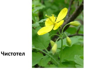 Чистотел

 