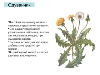 Одуванчик

•Настой из листьев одуванчика –
прекрасное средство от веснушек.
• Сок одуванчика обладает
укрепляющим действием, полезен
при воспалении желудка, при
ухудшении памяти.
• Растение используют как легкое
слабительное средство при
запорах .
•Водный настой корней и листьев
улучшает пищеварение,

 