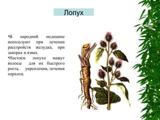 Лопух
•В
народной
медицине
используют при лечении
расстройств желудка, при
запорах и язвах.
•Настоем
лопуха
мажут
волосы
для их быстрого
роста, укрепления, лечения
перхоти.

 
