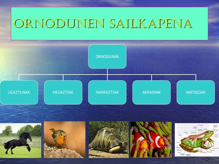 Resultado de imagen de ornodunen sailkapena