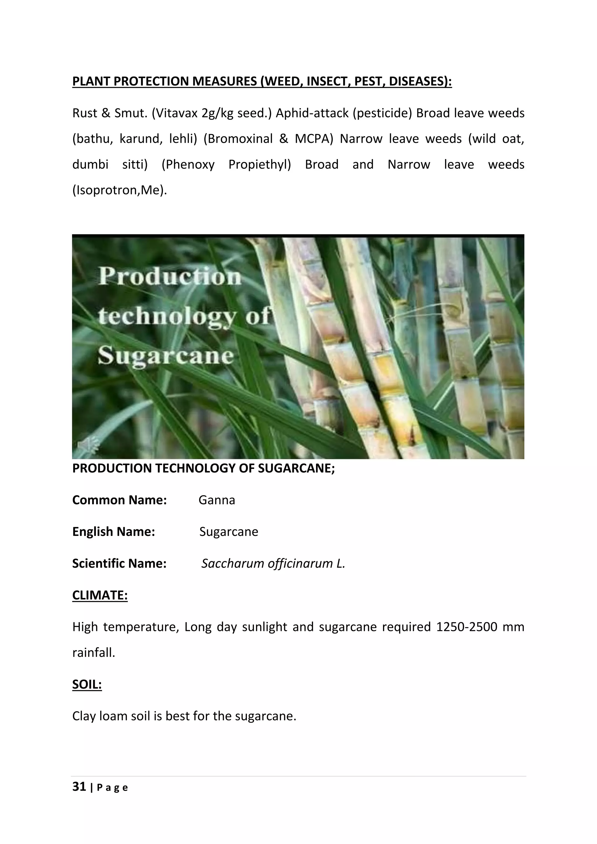 31 | P a g e
PLANT PROTECTION MEASURES (WEED, INSECT, PEST, DISEASES):
Rust & Smut. (Vitavax 2g/kg seed.) Aphid-attack (pesticide) Broad leave weeds
(bathu, karund, lehli) (Bromoxinal & MCPA) Narrow leave weeds (wild oat,
dumbi sitti) (Phenoxy Propiethyl) Broad and Narrow leave weeds
(Isoprotron,Me).
PRODUCTION TECHNOLOGY OF SUGARCANE;
Common Name: Ganna
English Name: Sugarcane
Scientific Name: Saccharum officinarum L.
CLIMATE:
High temperature, Long day sunlight and sugarcane required 1250-2500 mm
rainfall.
SOIL:
Clay loam soil is best for the sugarcane.
 