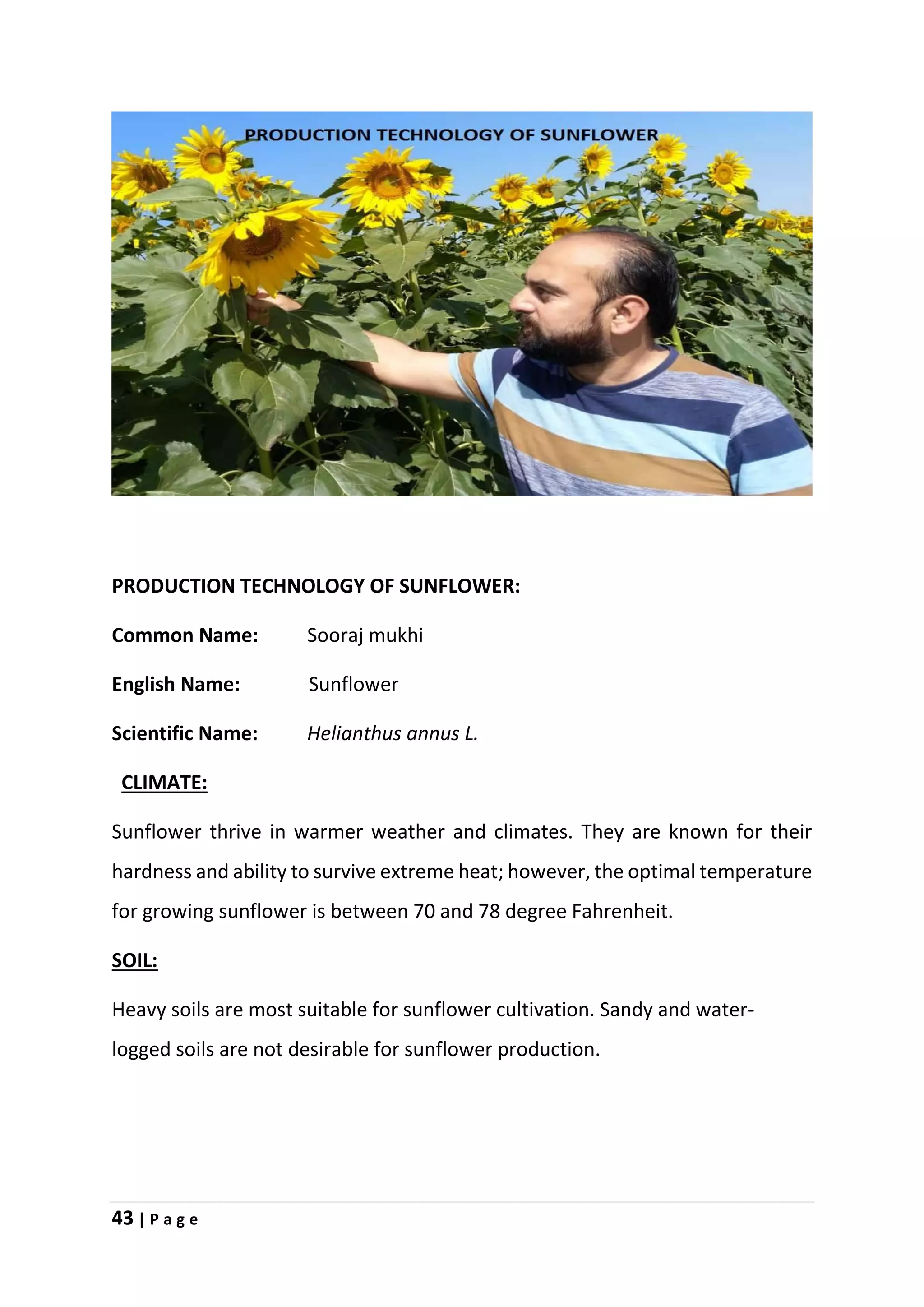 43 | P a g e
PRODUCTION TECHNOLOGY OF SUNFLOWER:
Common Name: Sooraj mukhi
English Name: Sunflower
Scientific Name: Helianthus annus L.
CLIMATE:
Sunflower thrive in warmer weather and climates. They are known for their
hardness and ability to survive extreme heat; however, the optimal temperature
for growing sunflower is between 70 and 78 degree Fahrenheit.
SOIL:
Heavy soils are most suitable for sunflower cultivation. Sandy and water-
logged soils are not desirable for sunflower production.
 