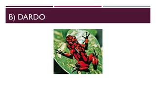 B) DARDO
 