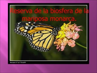 Reserva de la biosfera de la mariposa monarca. 