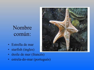 Nombre común: Estrella de mar starfish (ingles) étoile de mer (francés) estrela-do-mar (portugués)