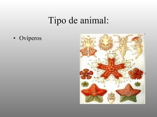 Tipo de animal: Ovíperos
