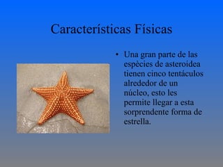 Características Físicas Una gran parte de las espècies de asteroidea tienen cinco tentáculos alrededor de un núcleo, esto les permite llegar a esta sorprendente forma de estrella.