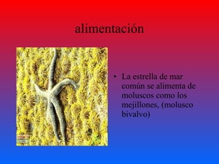 alimentación La estrella de mar común se alimenta de moluscos como los mejillones, (molusco bivalvo)